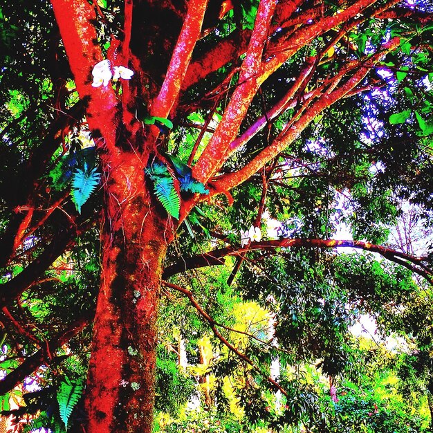 Foto veduta a basso angolo degli alberi