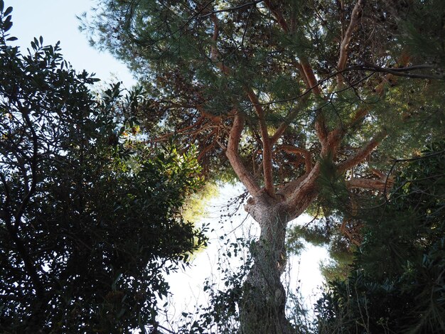 Foto veduta a basso angolo degli alberi