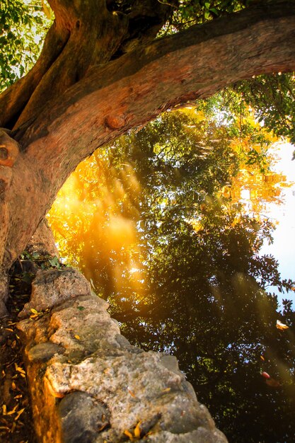 Low angle view of trees