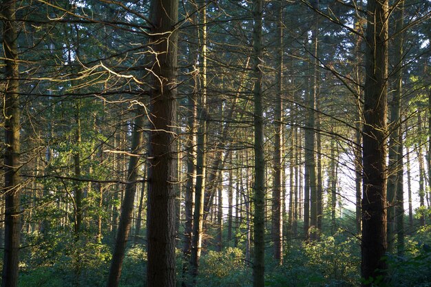 Foto vista ad angolo basso degli alberi