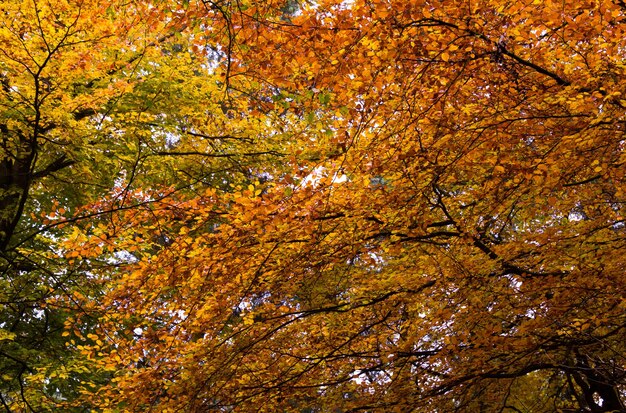 Foto vista ad angolo basso degli alberi