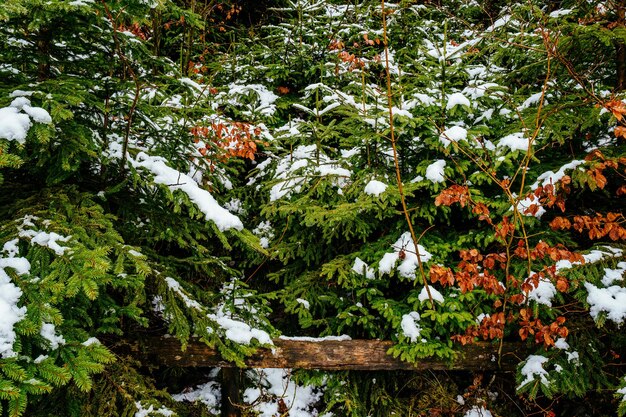 Photo low angle view of trees