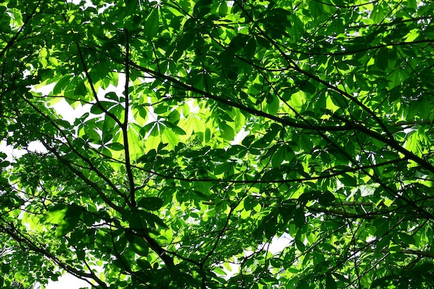 Low angle view of trees