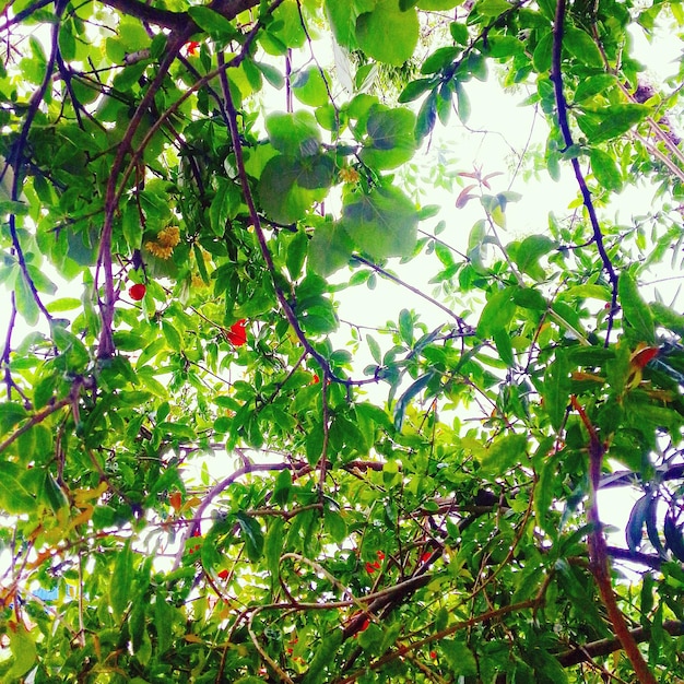 Low angle view of trees