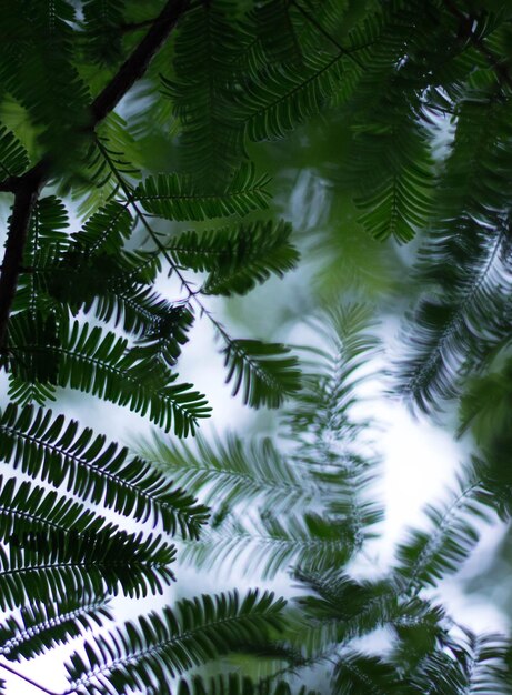 Photo low angle view of trees