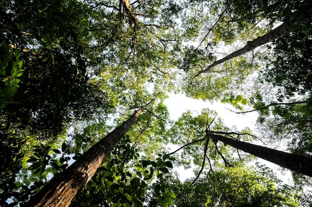 Low angle view of tropical tree with green leaves in rainforest