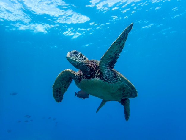 海で泳ぐカメの低角度の眺め