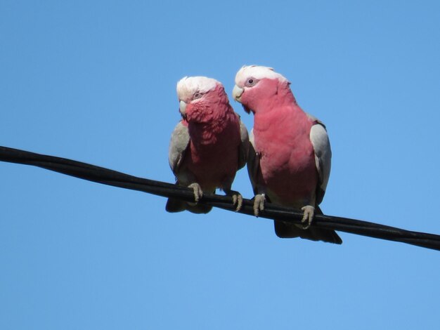 Low angle view of two galaxy birds perching on blue sky australia