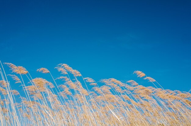 Low angle view of vapor trail against clear blue sky