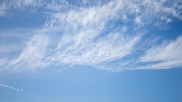 Photo low angle view of vapor trail in sky