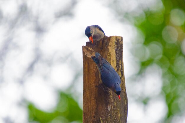 Low angle view of velvet-fronted nuthatches perching on tree stump