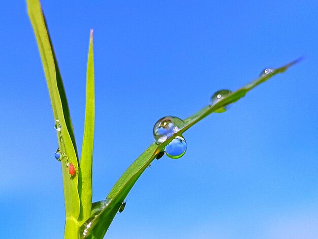 Low angle view of water drops on plant against blue sky