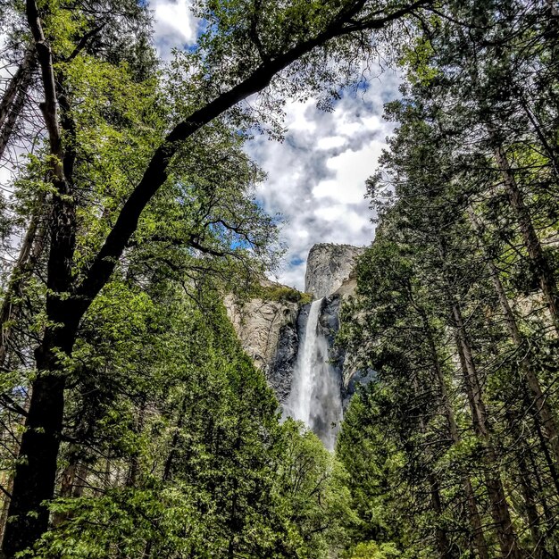 Foto vista a basso angolo di una cascata nella foresta contro il cielo