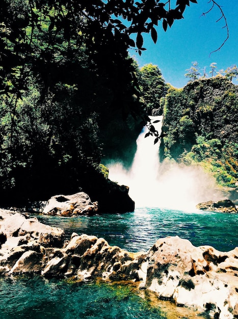 Foto vista a basso angolo di cascate e alberi nella foresta