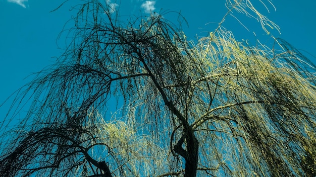 Low angle view of weeping willow against sky