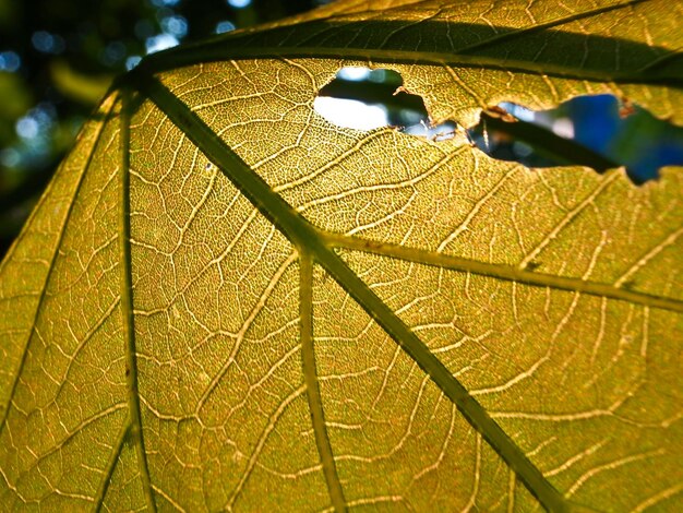 Photo low angle view of wet maple leaves during autumn