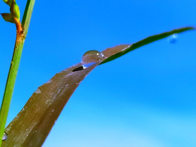 Low angle view of wet plant against blue sky