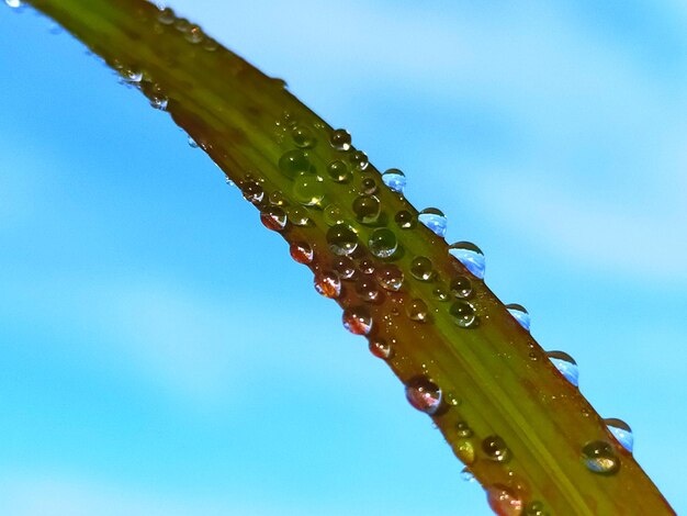 Low angle view of wet plant against sky