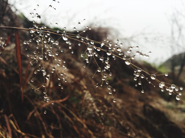 Low angle view of wet plant