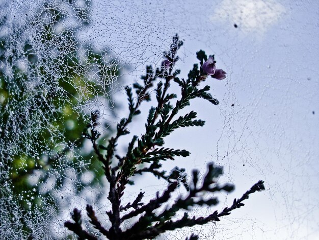 湿った蜘蛛の網と空の背後にある植物の低角度の眺め