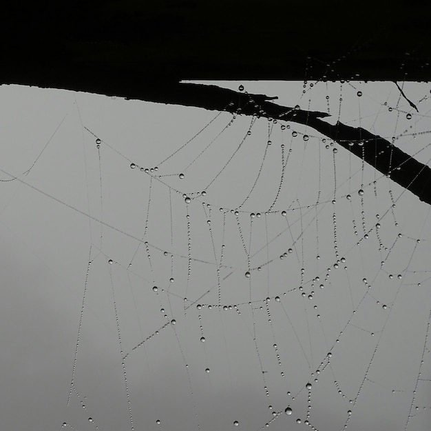 Photo low angle view of wet spider web on silhouette tree against sky