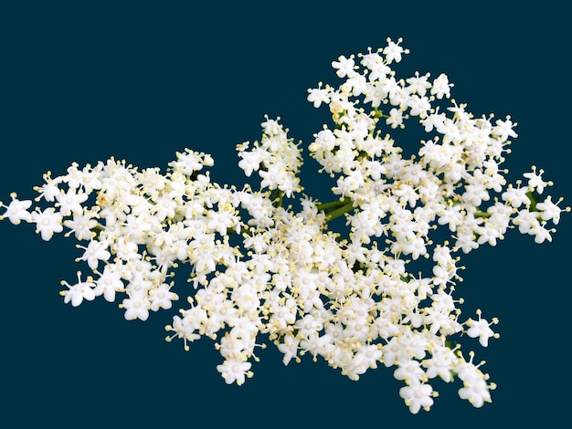 Photo low angle view of white blossom against blue background