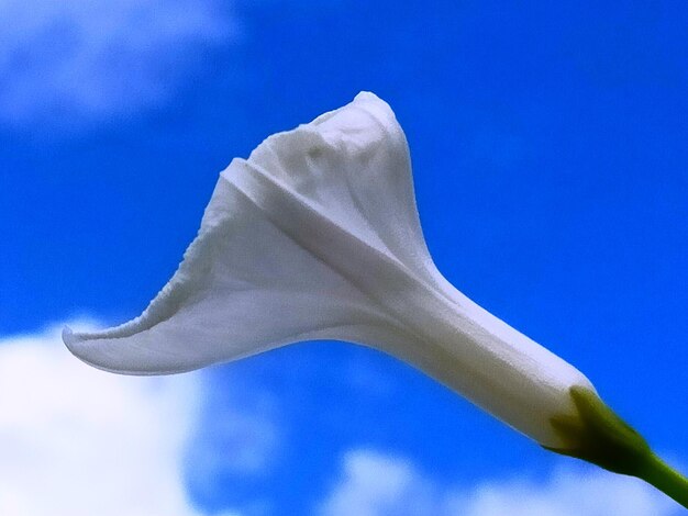 Low angle view of white flowering plant against blue sky