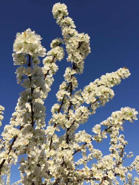 Photo low angle view of white flowering plant against clear blue sky