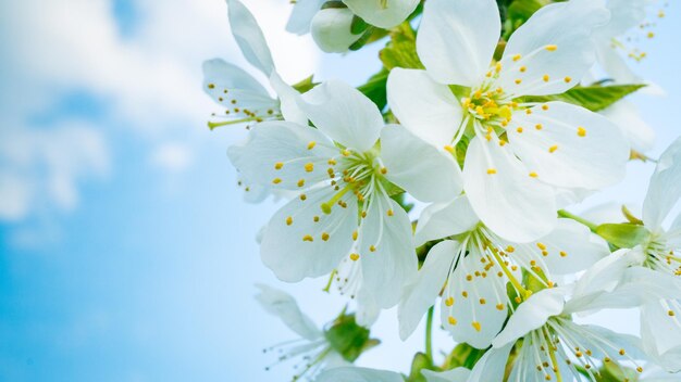 Low angle view of white flowering plant against sky