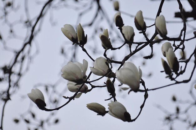 枝の上にある白い花の植物の低角度の眺め