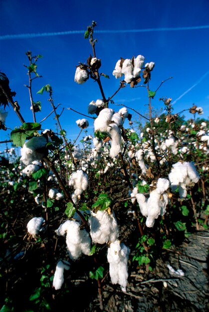 Low angle view of white flowering plant