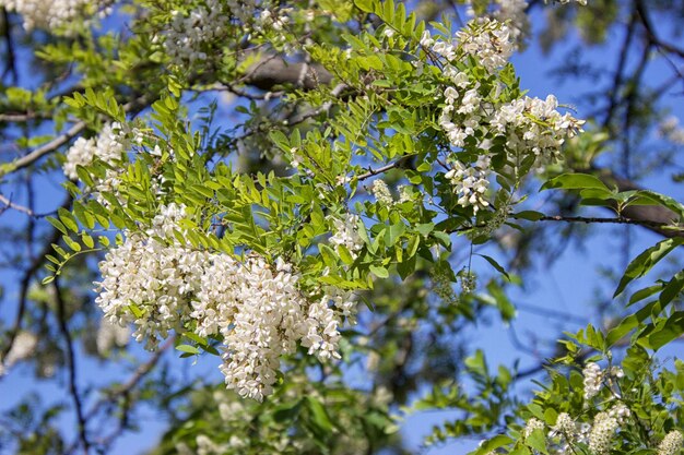 Low angle view of white flowering plant