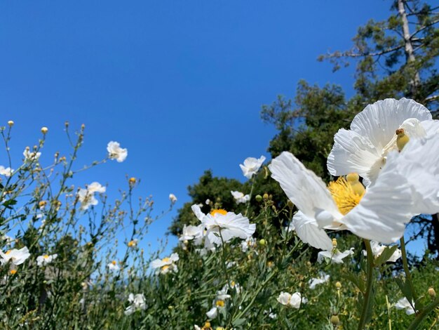 Low angle view of white flowering plants against blue sky