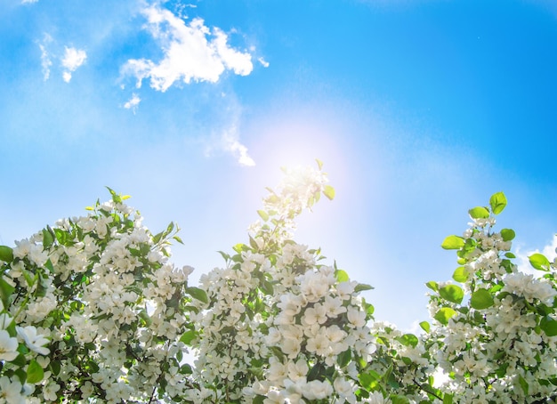 Photo low angle view of white flowering plants against blue sky