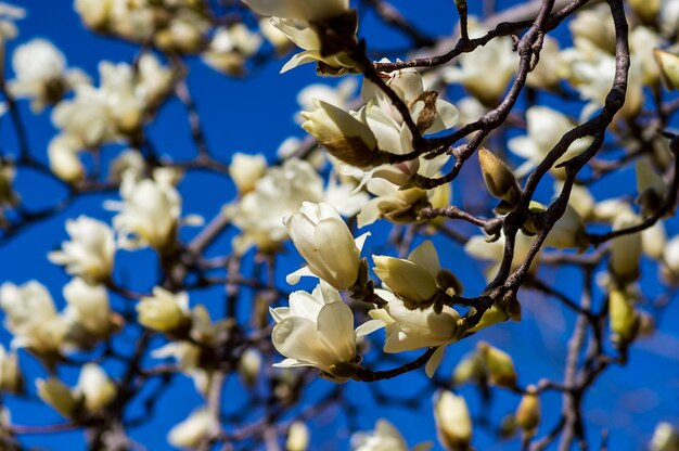 Low angle view of white flowering tree