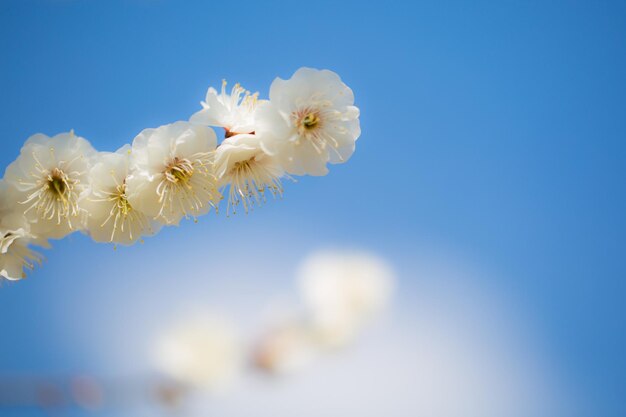 Low angle view of white flowers against blue sky