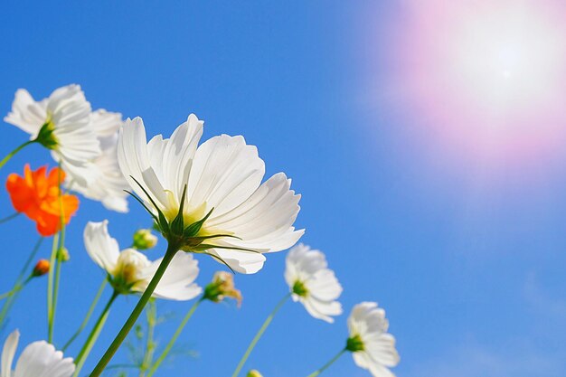 Low angle view of white flowers against clear blue sky