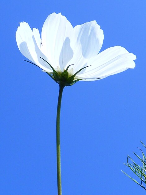 Low angle view of white flowers against clear blue sky