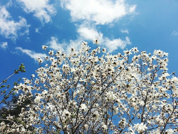 空の向こうの木にく白い花の低角度の景色