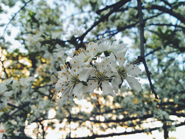 Photo low angle view of white flowers growing on tree