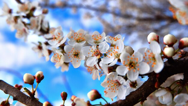 樹の上に成長する白い花の低角度の眺め