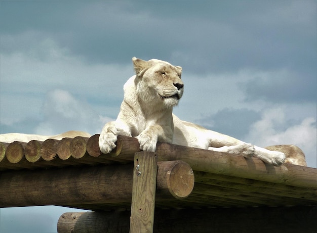 Photo low angle view of white lion sitting on wooden shade at zoo