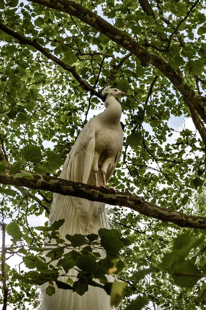 Low angle view of white perching on tree