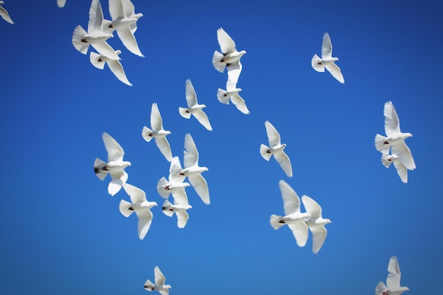 Photo low angle view of white pigeons flying against clear blue sky