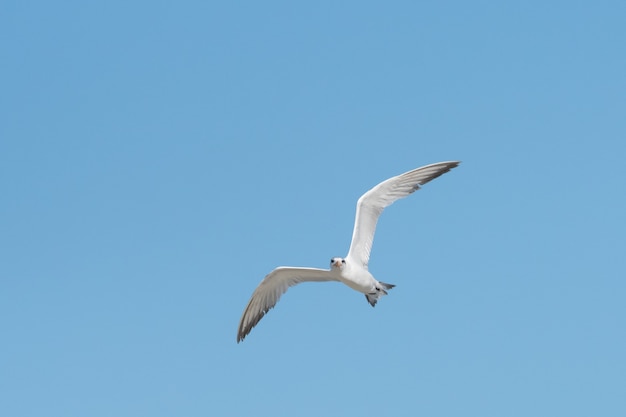 Low angle view of the white seagull soaring in the clear blue sky on a sunny summer day