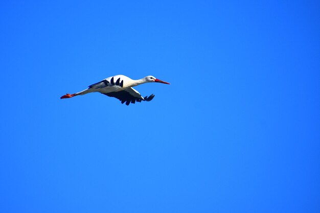 Low angle view of white stork flying in sky