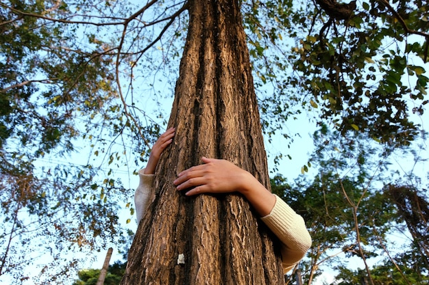 Низкий угол зрения женщины, обнимающей ствол дерева