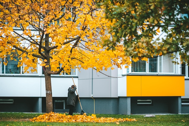 Low angle view of yellow autumn leaves on tree