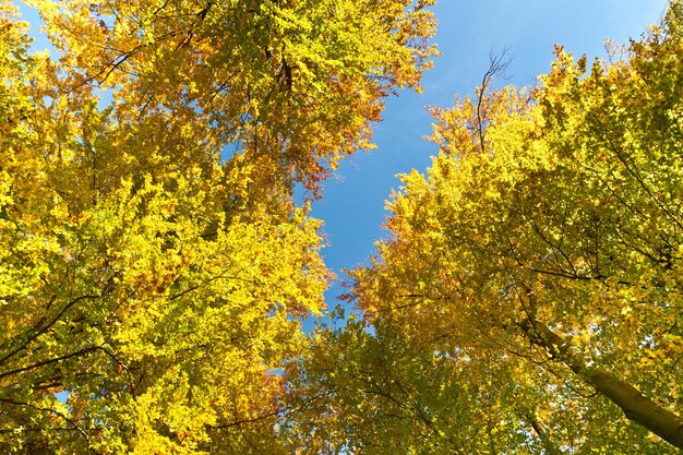 Low angle view of yellow autumn tree against sky