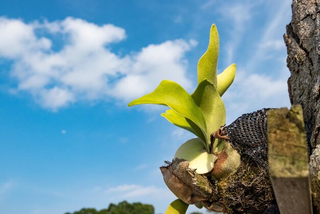 Low angle view of yellow flower against blue sky